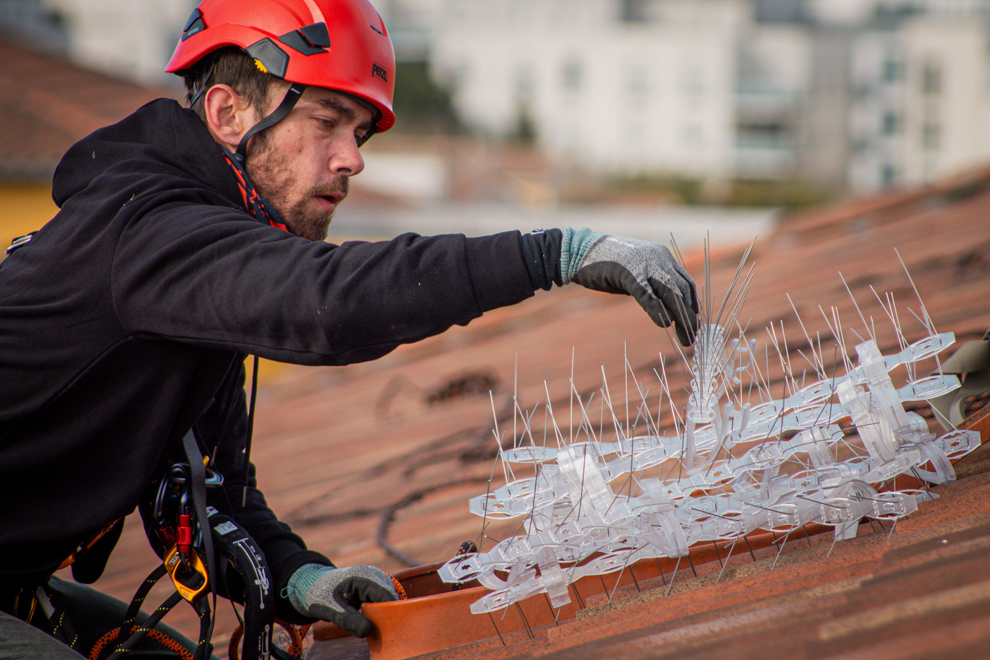 Installation de pics anti-pigeons sur une façade