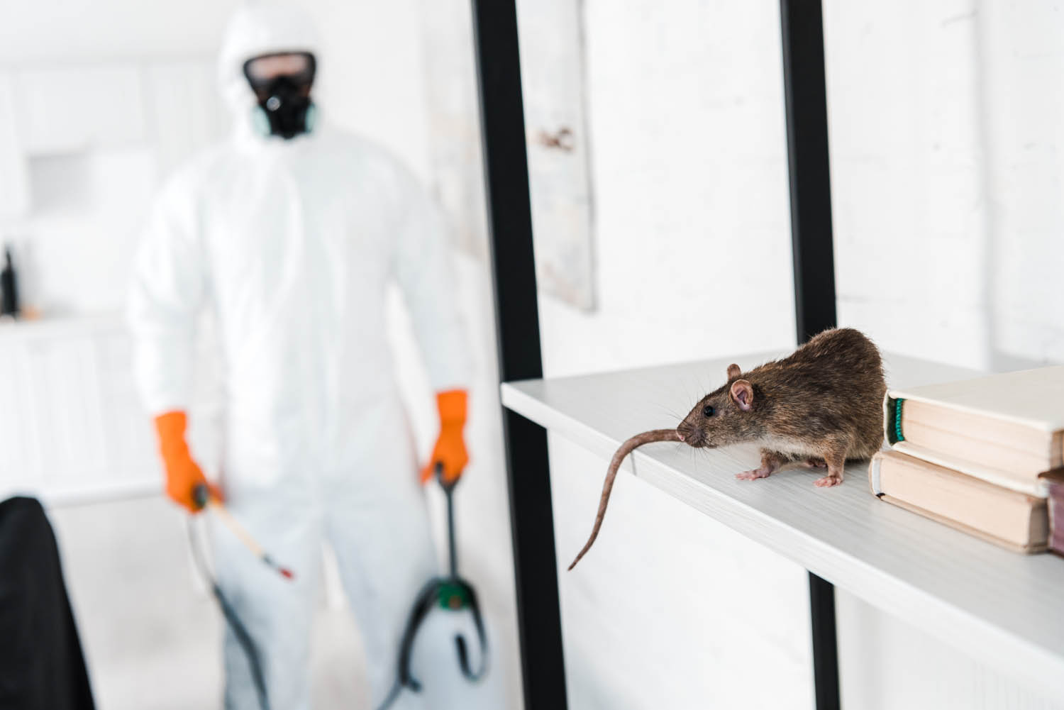 Technicien de dératisation face à un rat