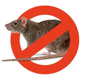 Élimination des souris dans une habitation